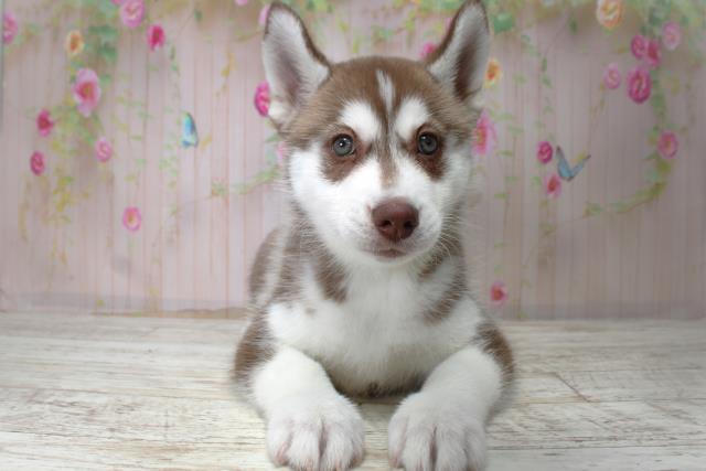 シベリアンハスキー