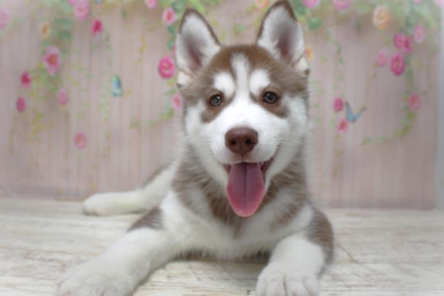 シベリアンハスキー