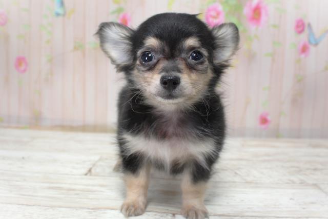 北海道のチワックス(チワワ×ダックス) (Coo&RIKU苫小牧店/2025年10月19日生まれ/女の子/ブラックタン)の子犬の1枚目の画像