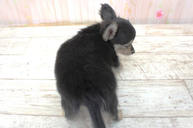 北海道のチワックス(チワワ×ダックス) (Coo&RIKU苫小牧店/2025年10月19日生まれ/女の子/ブラックタン)の子犬の4枚目の画像