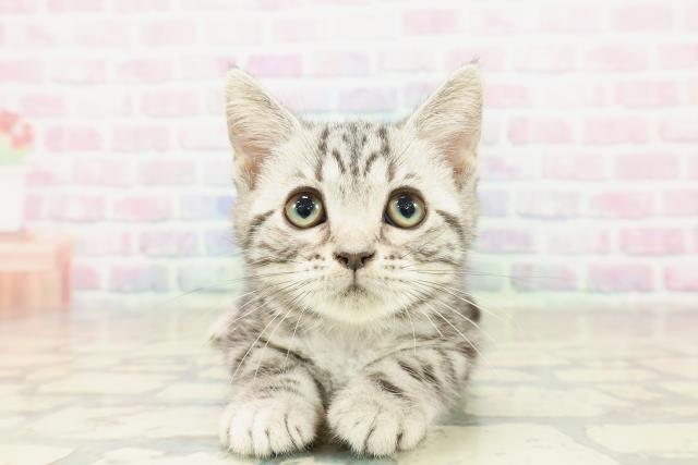栃木県のアメリカンショートヘアー (Coo&RIKU宇都宮店/2025年10月8日生まれ/女の子/シルバークラシックタビー)の子猫の1枚目の画像