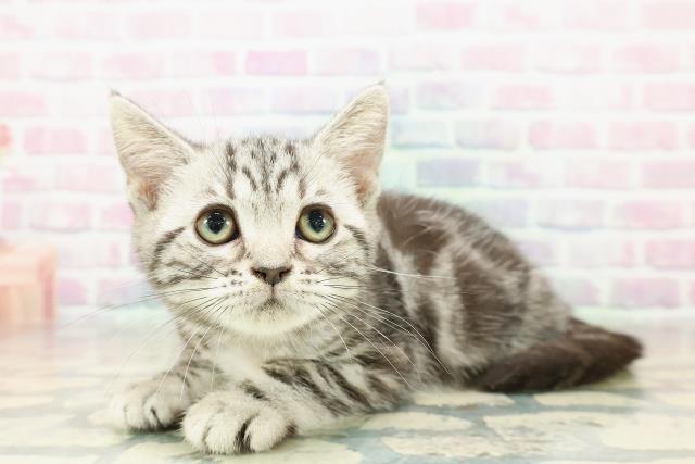 栃木県のアメリカンショートヘアー (Coo&RIKU宇都宮店/2025年10月8日生まれ/女の子/シルバークラシックタビー)の子猫の2枚目の画像