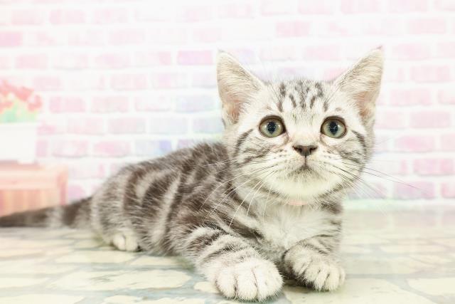 栃木県のアメリカンショートヘアー (Coo&RIKU宇都宮店/2025年10月8日生まれ/女の子/シルバークラシックタビー)の子猫の3枚目の画像