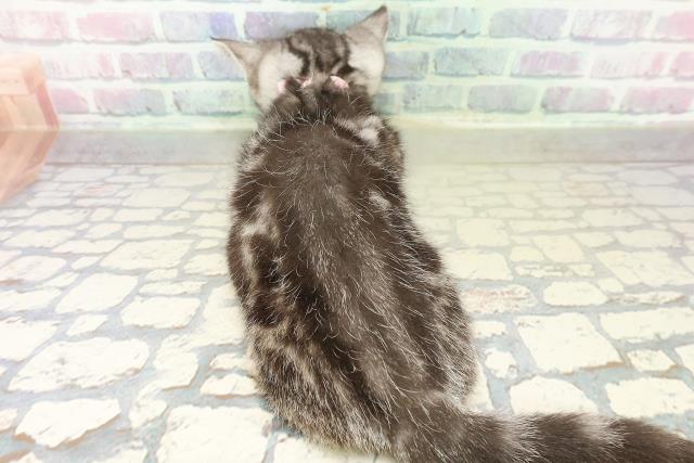 栃木県のアメリカンショートヘアー (Coo&RIKU宇都宮店/2025年10月8日生まれ/女の子/シルバークラシックタビー)の子猫の4枚目の画像