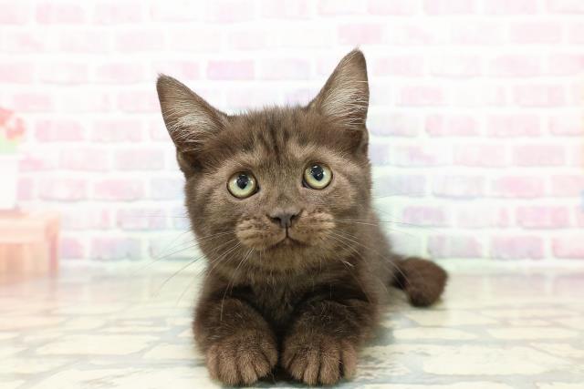 富山県のアメリカンショートヘアー (Coo&RIKU富山店/2025年10月8日生まれ/女の子/ブラックスモーク)の子猫の1枚目の画像