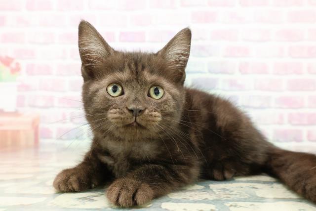 富山県のアメリカンショートヘアー (Coo&RIKU富山店/2025年10月8日生まれ/女の子/ブラックスモーク)の子猫の2枚目の画像