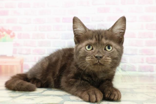 富山県のアメリカンショートヘアー (Coo&RIKU富山店/2025年10月8日生まれ/女の子/ブラックスモーク)の子猫の3枚目の画像