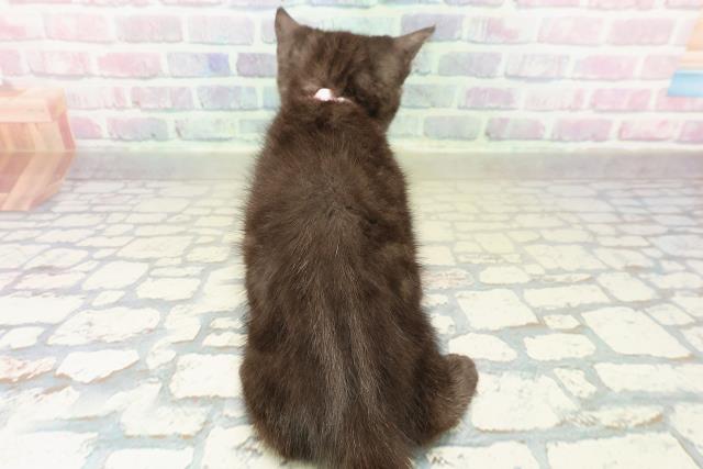 富山県のアメリカンショートヘアー (Coo&RIKU富山店/2025年10月8日生まれ/女の子/ブラックスモーク)の子猫の4枚目の画像