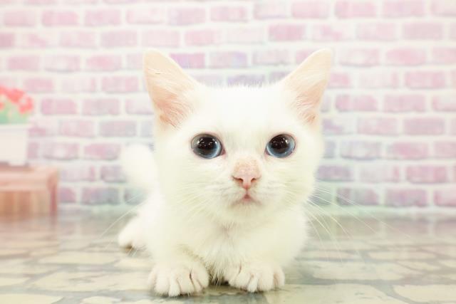 栃木県のミヌエット (Coo&RIKUFKDインターパーク店/2025年9月11日生まれ/女の子/ホワイト)の子猫の1枚目の画像