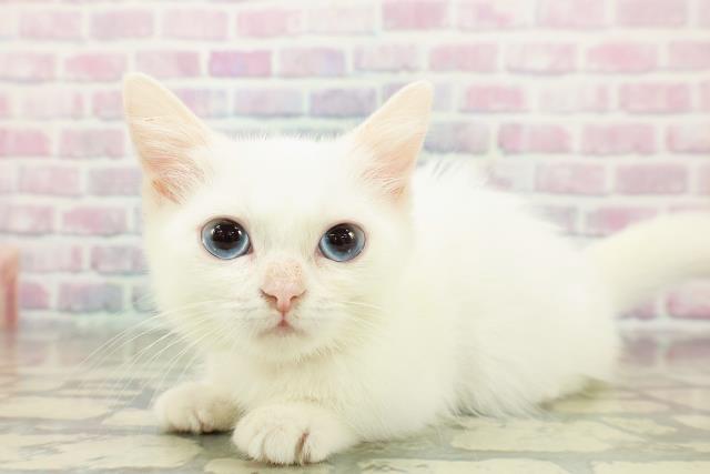 栃木県のミヌエット (Coo&RIKUFKDインターパーク店/2025年9月11日生まれ/女の子/ホワイト)の子猫の2枚目の画像