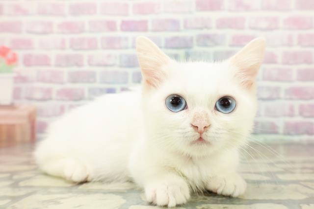 栃木県のミヌエット (Coo&RIKUFKDインターパーク店/2025年9月11日生まれ/女の子/ホワイト)の子猫の3枚目の画像