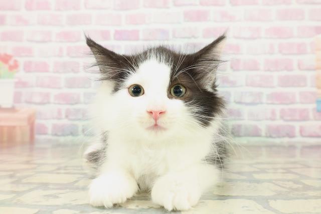 群馬県のサイベリアン (Coo&RIKU高崎店/2025年10月18日生まれ/男の子/ブラックホワイト)の子猫の1枚目の画像