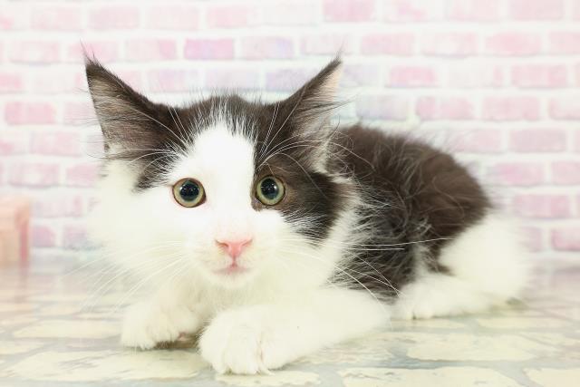 群馬県のサイベリアン (Coo&RIKU高崎店/2025年10月18日生まれ/男の子/ブラックホワイト)の子猫の2枚目の画像