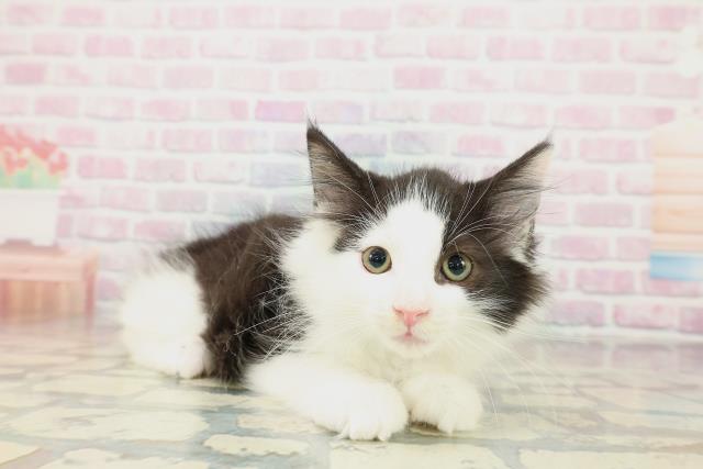 群馬県のサイベリアン (Coo&RIKU高崎店/2025年10月18日生まれ/男の子/ブラックホワイト)の子猫の3枚目の画像