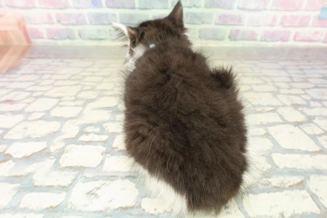 群馬県のサイベリアン (Coo&RIKU高崎店/2025年10月18日生まれ/男の子/ブラックホワイト)の子猫の4枚目の画像