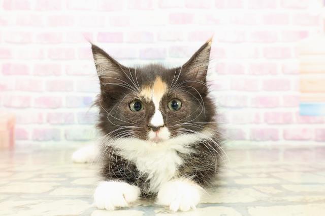 長野県のサイベリアン (Coo&RIKU松本店/2025年10月18日生まれ/女の子/トーティーホワイト)の子猫の1枚目の画像