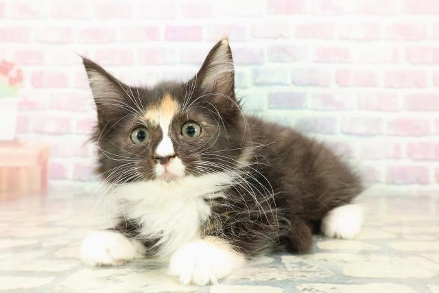 長野県のサイベリアン (Coo&RIKU松本店/2025年10月18日生まれ/女の子/トーティーホワイト)の子猫の2枚目の画像