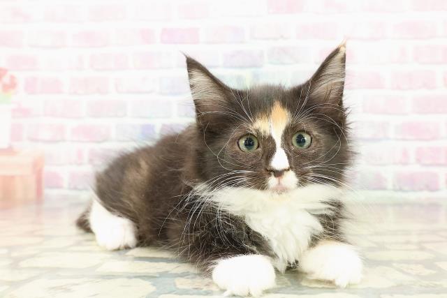 長野県のサイベリアン (Coo&RIKU松本店/2025年10月18日生まれ/女の子/トーティーホワイト)の子猫の3枚目の画像