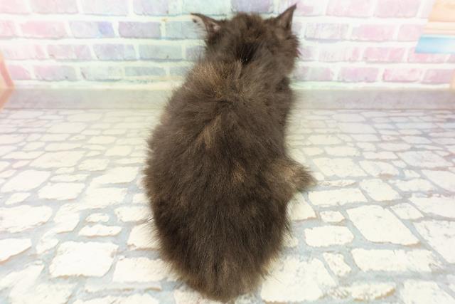 長野県のサイベリアン (Coo&RIKU松本店/2025年10月18日生まれ/女の子/トーティーホワイト)の子猫の4枚目の画像