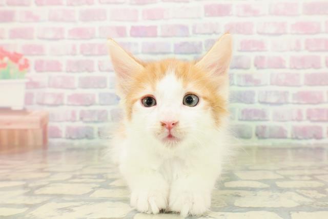 秋田県のメインクーン (Coo&RIKU秋田店/2025年10月30日生まれ/男の子/レッドタビーホワイト)の子猫の1枚目の画像