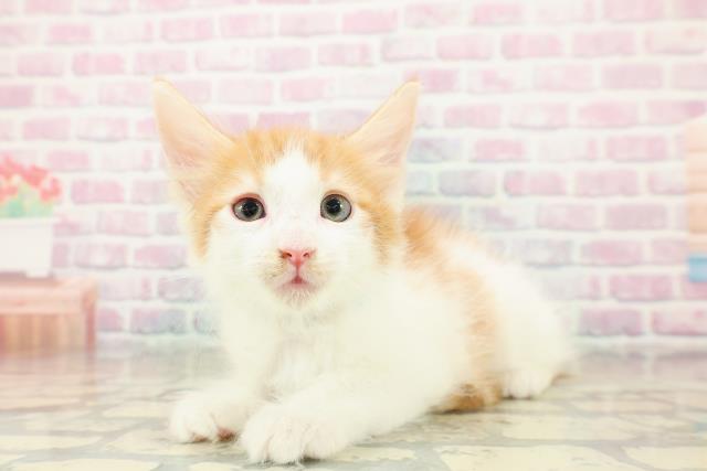 秋田県のメインクーン (Coo&RIKU秋田店/2025年10月30日生まれ/男の子/レッドタビーホワイト)の子猫の2枚目の画像