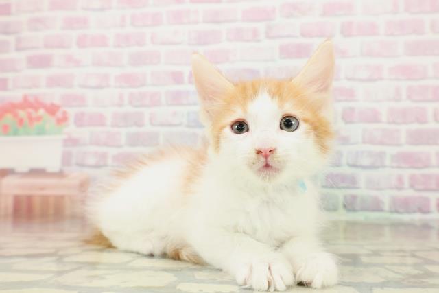 秋田県のメインクーン (Coo&RIKU秋田店/2025年10月30日生まれ/男の子/レッドタビーホワイト)の子猫の3枚目の画像