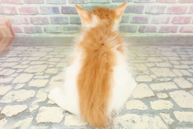 秋田県のメインクーン (Coo&RIKU秋田店/2025年10月30日生まれ/男の子/レッドタビーホワイト)の子猫の4枚目の画像