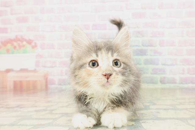 山形県のメインクーン (Coo&RIKUイオンタウン酒田店/2025年10月30日生まれ/女の子/ブルーパッチドタビーホワイト)の子猫の1枚目の画像