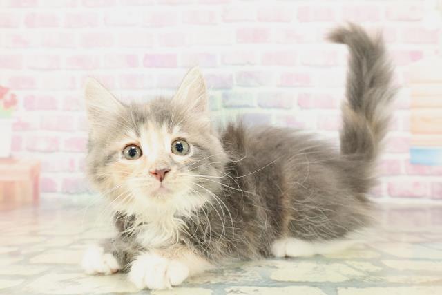 山形県のメインクーン (Coo&RIKUイオンタウン酒田店/2025年10月30日生まれ/女の子/ブルーパッチドタビーホワイト)の子猫の2枚目の画像