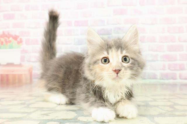 山形県のメインクーン (Coo&RIKUイオンタウン酒田店/2025年10月30日生まれ/女の子/ブルーパッチドタビーホワイト)の子猫の3枚目の画像