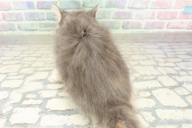 山形県のメインクーン (Coo&RIKUイオンタウン酒田店/2025年10月30日生まれ/女の子/ブルーパッチドタビーホワイト)の子猫の4枚目の画像