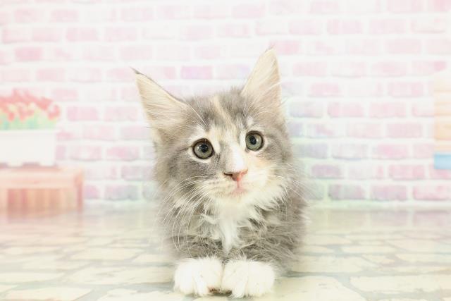 東京都のメインクーン (Coo&RIKU足立本店/2025年10月30日生まれ/女の子/ブルーパッチドタビーホワイト)の子猫の1枚目の画像