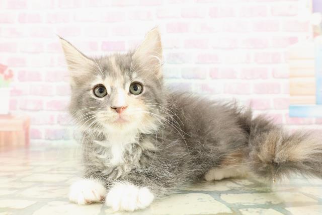 東京都のメインクーン (Coo&RIKU足立本店/2025年10月30日生まれ/女の子/ブルーパッチドタビーホワイト)の子猫の2枚目の画像