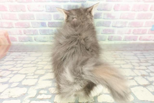 東京都のメインクーン (Coo&RIKU足立本店/2025年10月30日生まれ/女の子/ブルーパッチドタビーホワイト)の子猫の4枚目の画像