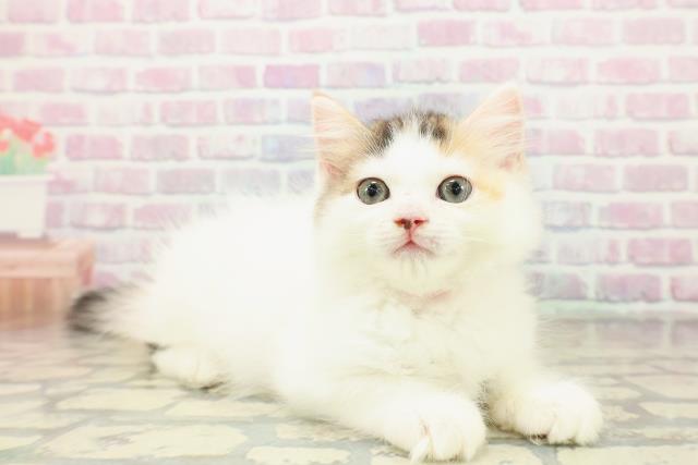 千葉県のラガマフィン (Coo&RIKUフレスポ稲毛店/2025年10月16日生まれ/女の子/キャリコ)の子猫の3枚目の画像