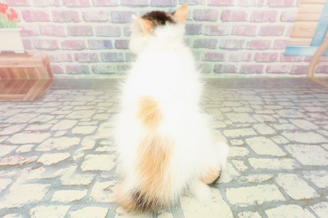 千葉県のラガマフィン (Coo&RIKUフレスポ稲毛店/2025年10月16日生まれ/女の子/キャリコ)の子猫の4枚目の画像