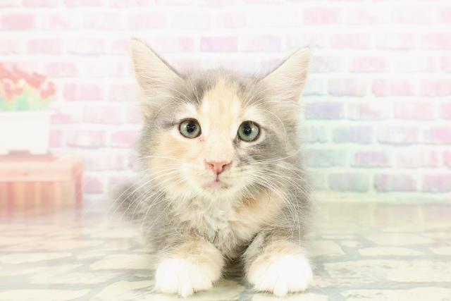 神奈川県のメインクーン (Coo&RIKUパウ川崎店/2025年10月30日生まれ/女の子/ブルーパッチドタビーホワイト)の子猫の1枚目の画像