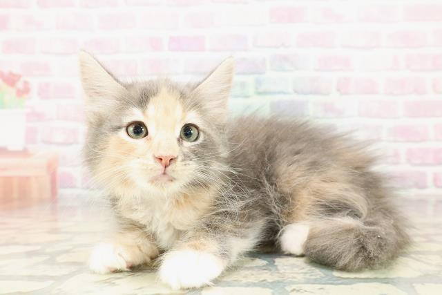 神奈川県のメインクーン (Coo&RIKUパウ川崎店/2025年10月30日生まれ/女の子/ブルーパッチドタビーホワイト)の子猫の2枚目の画像