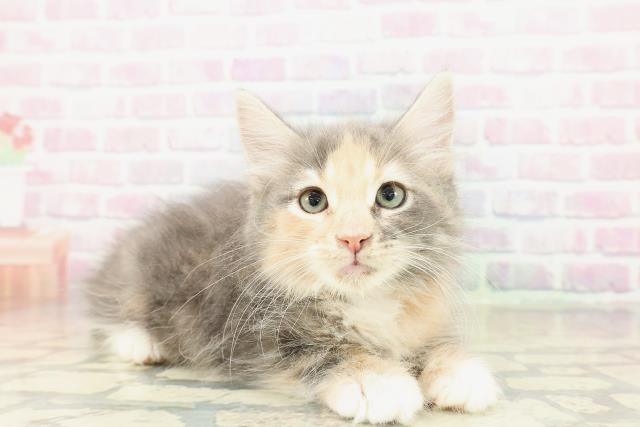 神奈川県のメインクーン (Coo&RIKUパウ川崎店/2025年10月30日生まれ/女の子/ブルーパッチドタビーホワイト)の子猫の3枚目の画像