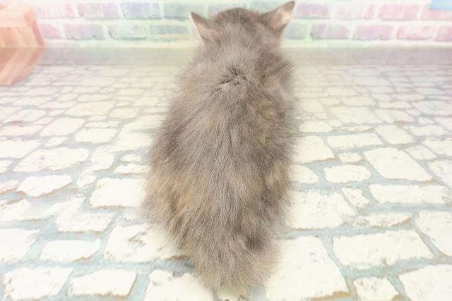 神奈川県のメインクーン (Coo&RIKUパウ川崎店/2025年10月30日生まれ/女の子/ブルーパッチドタビーホワイト)の子猫の4枚目の画像