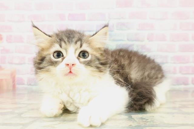 埼玉県のラガマフィン (Coo&RIKU岩槻店/2025年10月20日生まれ/男の子/ブラウンタビーホワイト)の子猫の2枚目の画像