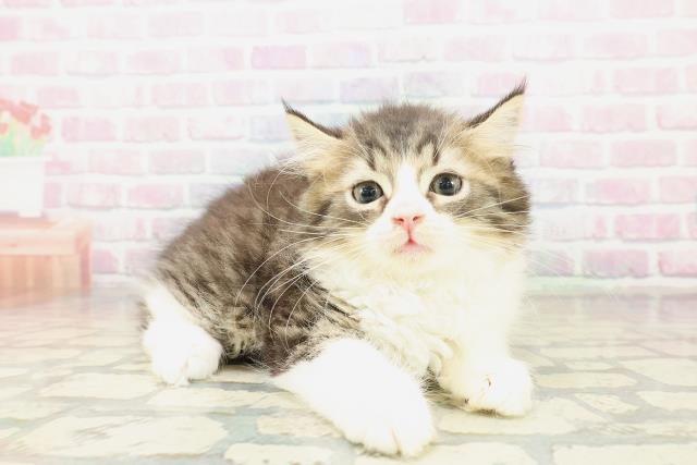 埼玉県のラガマフィン (Coo&RIKU岩槻店/2025年10月20日生まれ/男の子/ブラウンタビーホワイト)の子猫の3枚目の画像