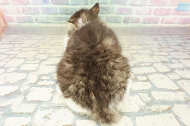 埼玉県のラガマフィン (Coo&RIKU岩槻店/2025年10月20日生まれ/男の子/ブラウンタビーホワイト)の子猫の4枚目の画像