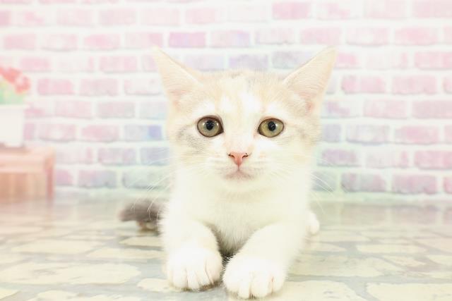 千葉県のブリティッシュショートヘアー (Coo&RIKUフレスポ稲毛店/2025年10月11日生まれ/女の子/ダイリュートキャリコ)の子猫の1枚目の画像