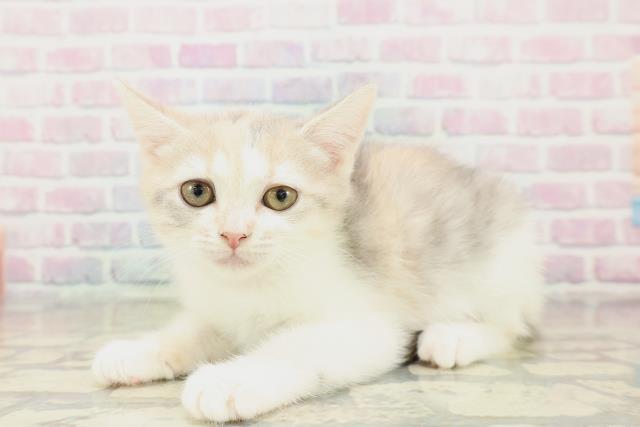 千葉県のブリティッシュショートヘアー (Coo&RIKUフレスポ稲毛店/2025年10月11日生まれ/女の子/ダイリュートキャリコ)の子猫の2枚目の画像