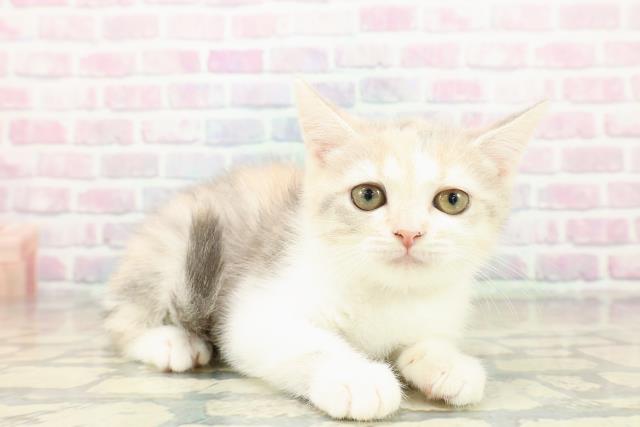 千葉県のブリティッシュショートヘアー (Coo&RIKUフレスポ稲毛店/2025年10月11日生まれ/女の子/ダイリュートキャリコ)の子猫の3枚目の画像