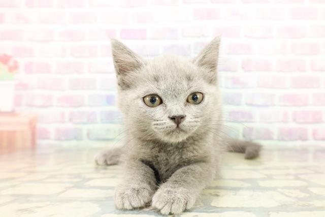 長野県のブリティッシュショートヘアー (Coo&RIKU松本店/2025年10月11日生まれ/男の子/ブルー)の子猫の1枚目の画像