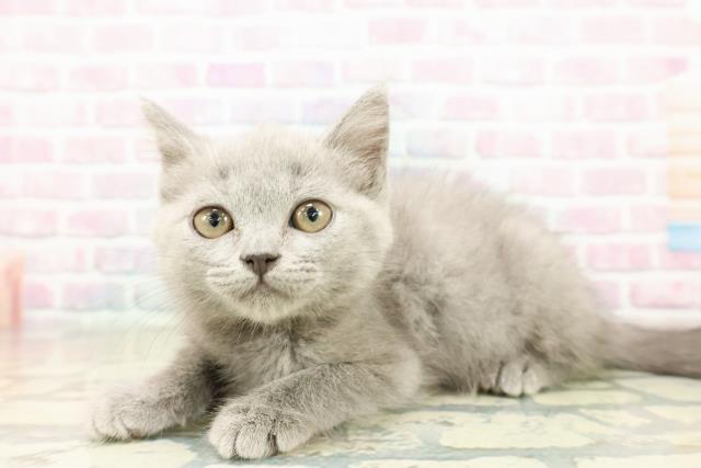 長野県のブリティッシュショートヘアー (Coo&RIKU松本店/2025年10月11日生まれ/男の子/ブルー)の子猫の2枚目の画像