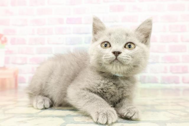 長野県のブリティッシュショートヘアー (Coo&RIKU松本店/2025年10月11日生まれ/男の子/ブルー)の子猫の3枚目の画像