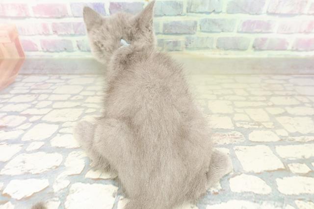 長野県のブリティッシュショートヘアー (Coo&RIKU松本店/2025年10月11日生まれ/男の子/ブルー)の子猫の4枚目の画像
